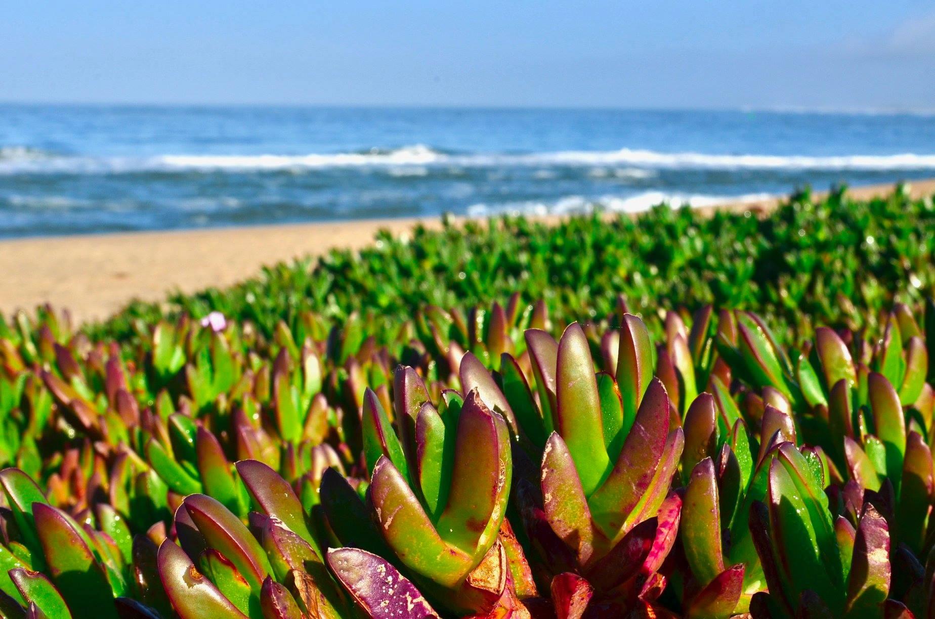 Captain's Inn at Moss Landing Cozy B&B Moss Landing, CA