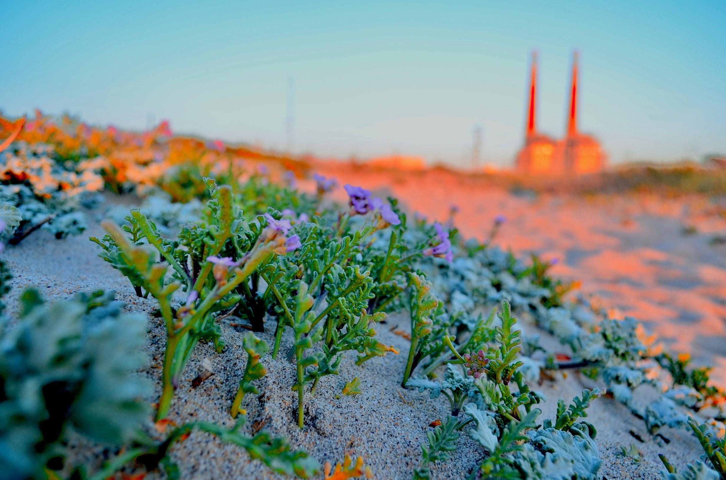 Captain's Inn at Moss Landing Cozy B&B Moss Landing, CA